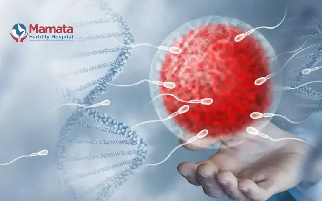 Egg vs. Embryo Quality: Which Is More Important for IVF Success?