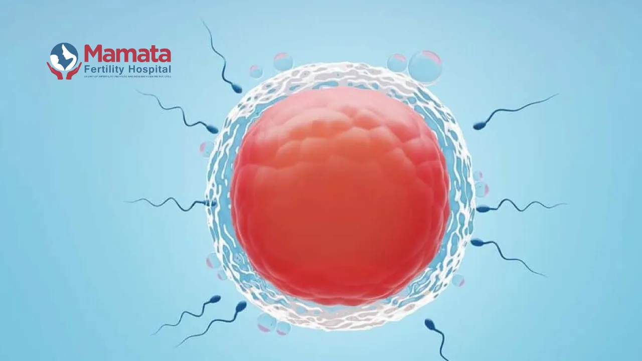 How-to-improve-egg-quality-for-IVF